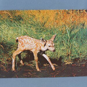 Vintage Postcard - Mule Deer Fawn Yosemite National Park - HS Crocker